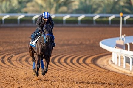 Shisospicy on Standby, Bentornato on Track for Dubai - BloodHorse