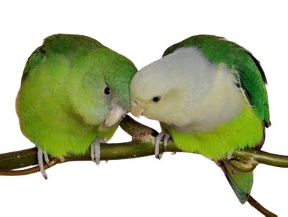 Links - agapornis.farm