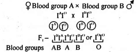A man with blood group B marries a women with blood group A and their ...