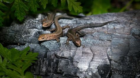 How to make your home lizard-proof: Check 10 unbelievable hacks