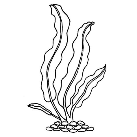 Kelp Drawing at GetDrawings | Free download