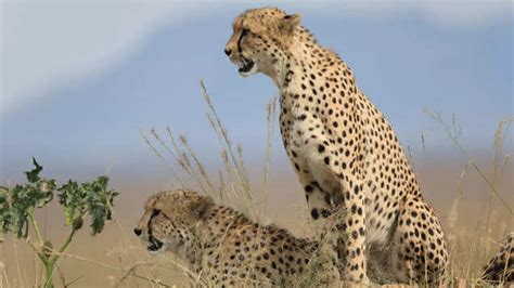 What does cheetah reintroduction mean for Kuno National Park? | TimesTravel