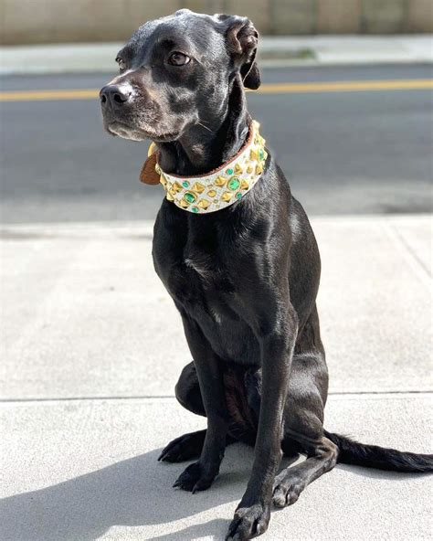 Lab Terrier Mix | Breed Information, Pictures, Traits & Facts