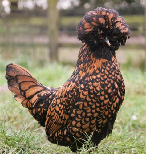 Polish Chicken: Everything You Need to Know