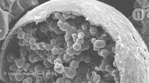 Image result for Cache Microscopic