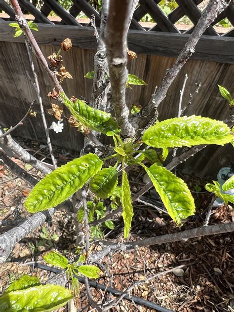 Image result for Cherry Tree Trunk Rot