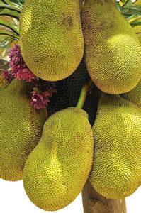 HALDER Jackfruit Plant Price in India - Buy HALDER Jackfruit Plant ...