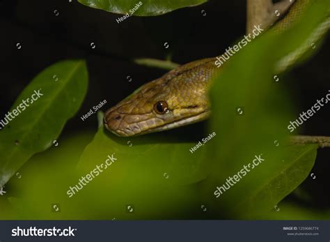 Image result for Tiger Python -V