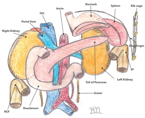 Revisited Surgical Anatomy of the Left Colonic Angle for Tailored ...