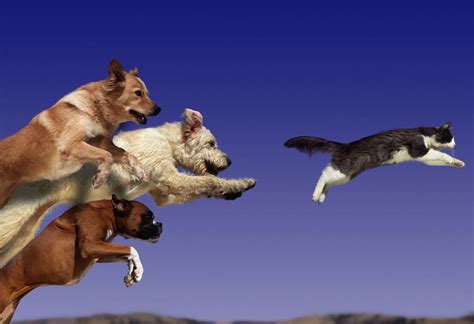 Are Cats Actually Faster Than Dogs? The Truth About Speed