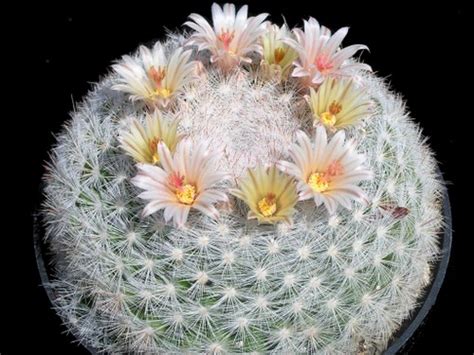Mammillaria ve Alttürleri - agaclar.net
