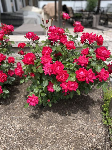 What To Plant With Roses: A Guide to Companion Planting - Cedar Homestead