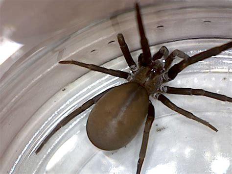 Kukulcania hibernalis, Southern House Spider - Foothill Sierra Pest Control