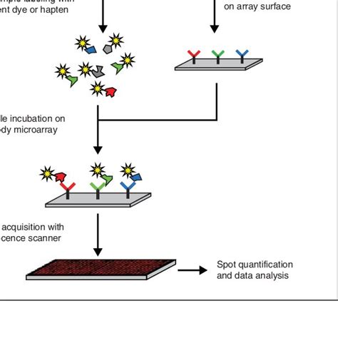 Antibody Microarray Slides 的图像结果