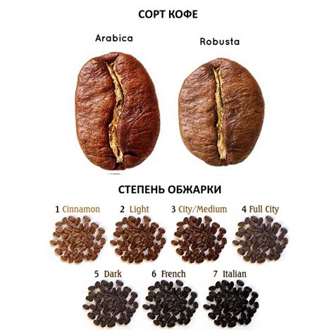 Кофейное зерно: строение, состав, виды и сорта ягоды