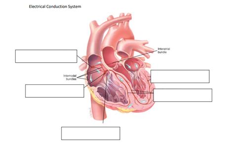Image result for Cardiac Conduction System Flowchart
