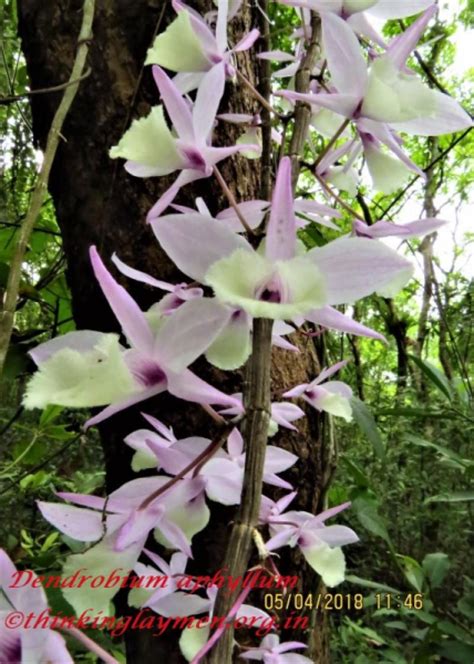 Medicinal Plant Details