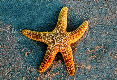 Starfish Images
