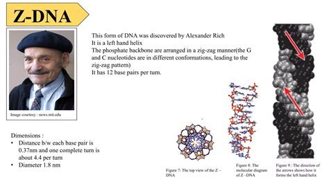 Different Forms of DNA 的图像结果