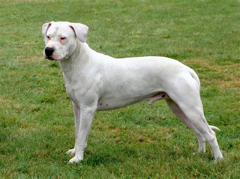 Dogo Argentino Puppy