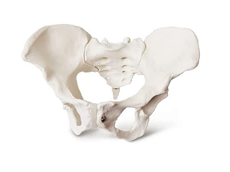 GSW Life Size Male Pelvis Anatomy Model, Multicolour, PVC, Corded ...