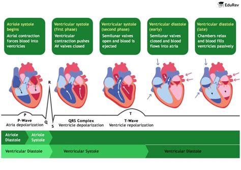 Poster: Structure of Human Heart, Cardiac cycle and ECG - Biology Class ...
