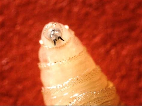Flesh-eating parasite fly: বাসা বাঁধছে চামড়ায়, খেয়ে নিচ্ছে মাংস ...