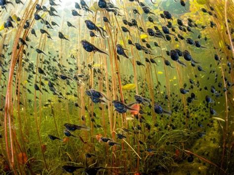 NHM WPY 60: Winners | Nature inFocus