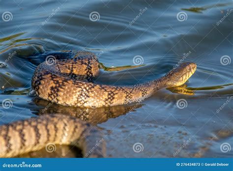 Diamondback Water Snake 的图像结果
