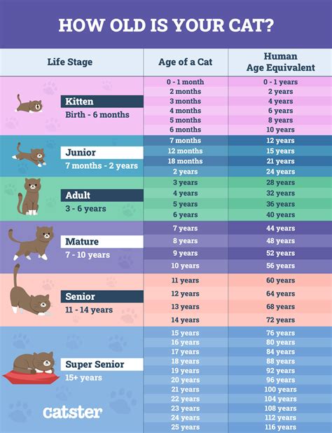 How to Tell Your Cat's Age in Human Years (With Chart) - Catster