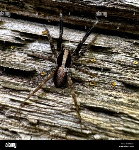 Black spider fishing hi-res stock photography and images - Alamy