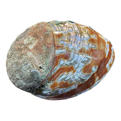 Abalone Shell – CrystalCaveIndia