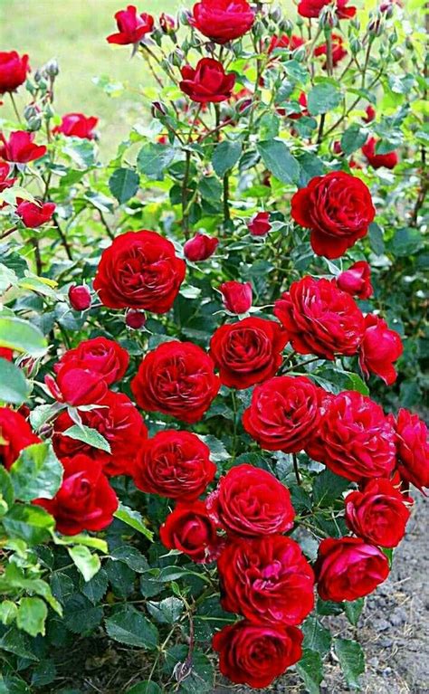 ROYAL LAND Hybrid Climbing Rose Plant, Rambling Ornamental Vine ...