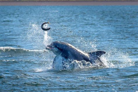 What Do Dolphins Eat? (Dolphin Diet & Eating Habits)