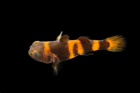 Bumblebee Goby (Brachygobius doriae) - Joel Sartore