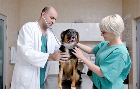 8 Essential Skills Every Veterinary Nurse or Assistant Needs ...