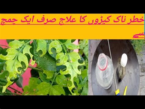 Image result for How to Control Leaf Cutter Bees