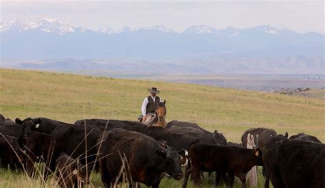Cattle Ranch Jobs Montana at Philip Ayala blog