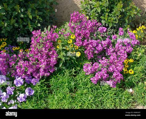 Flower stock scented matthiola incana hi-res stock photography and images - Alamy