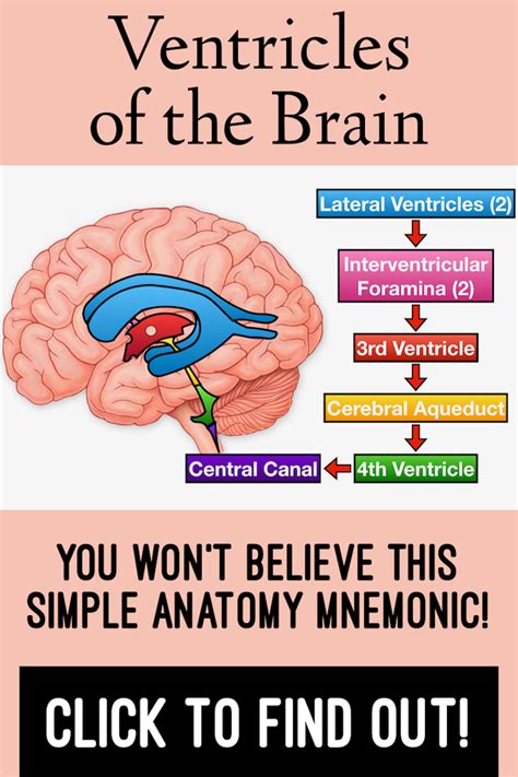 Ventricles of the Brain: Anatomy, Model, Function, and Mnemonic | Brain anatomy and function ...
