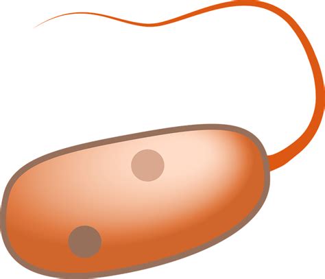 Download Prokaryot, Cell, Flagella. Royalty-Free Vector Graphic - Pixabay