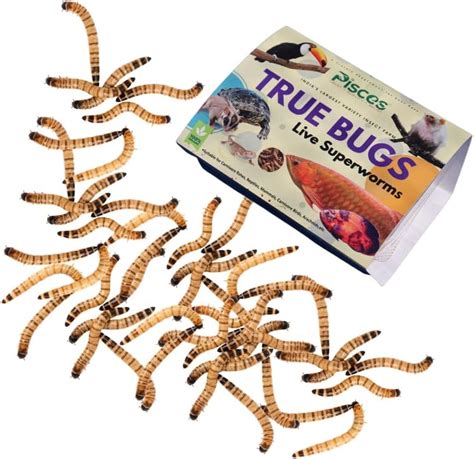 True Bugs Live SUPERWORMS Natural Food Supplement with High Protein for ...