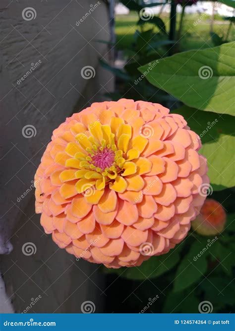 Summer stock photo. Image of yellow, orange, flower - 124574264