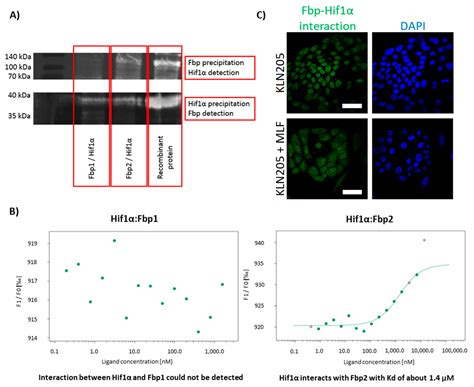 The Reverse Warburg Effect Is Associated with Fbp2-Dependent Hif1α ...