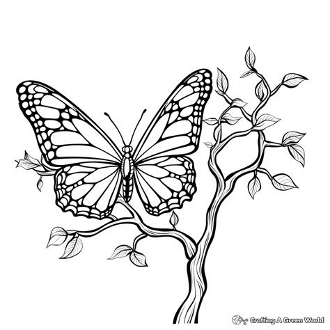 Complicated Butterfly Coloring Pages [2025]