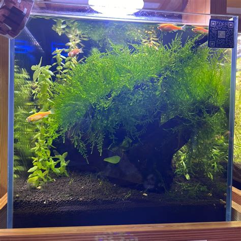 Elegant Planted Aquarium with Java Moss, Anubias, and Advanced Sump Fi ...