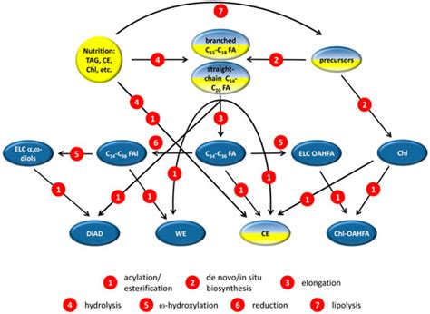 Comparative Transcriptomic and Lipidomic Analyses of Human Male and ...