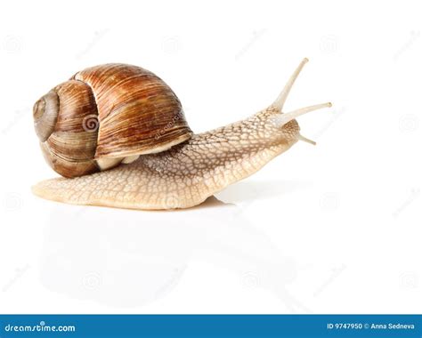 13,307 Speed Snail Stock Photos - Free & Royalty-Free Stock Photos from ...