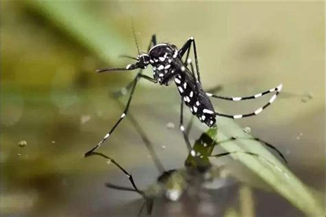 世界上最毒的蚊子是什么 花斑蚊（叮咬人体会导致红肿瘙痒）_小狼观天下