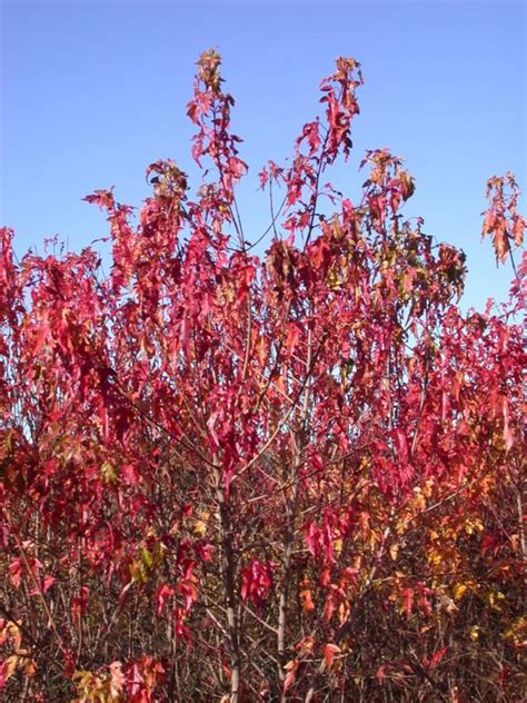 Acer tataricum subsp. ginnala - Sibirlønn, Amur Maple | Norwegian ...